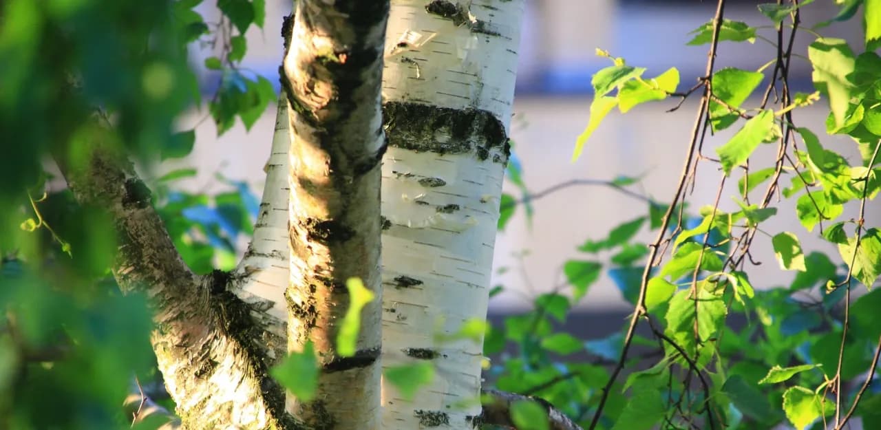 Skuteczne leki na pylenie brzozy: co wybrać, aby złagodzić objawy? Skuteczne leki na pylenie brzozy: co wybrać, aby złagodzić objawy?
